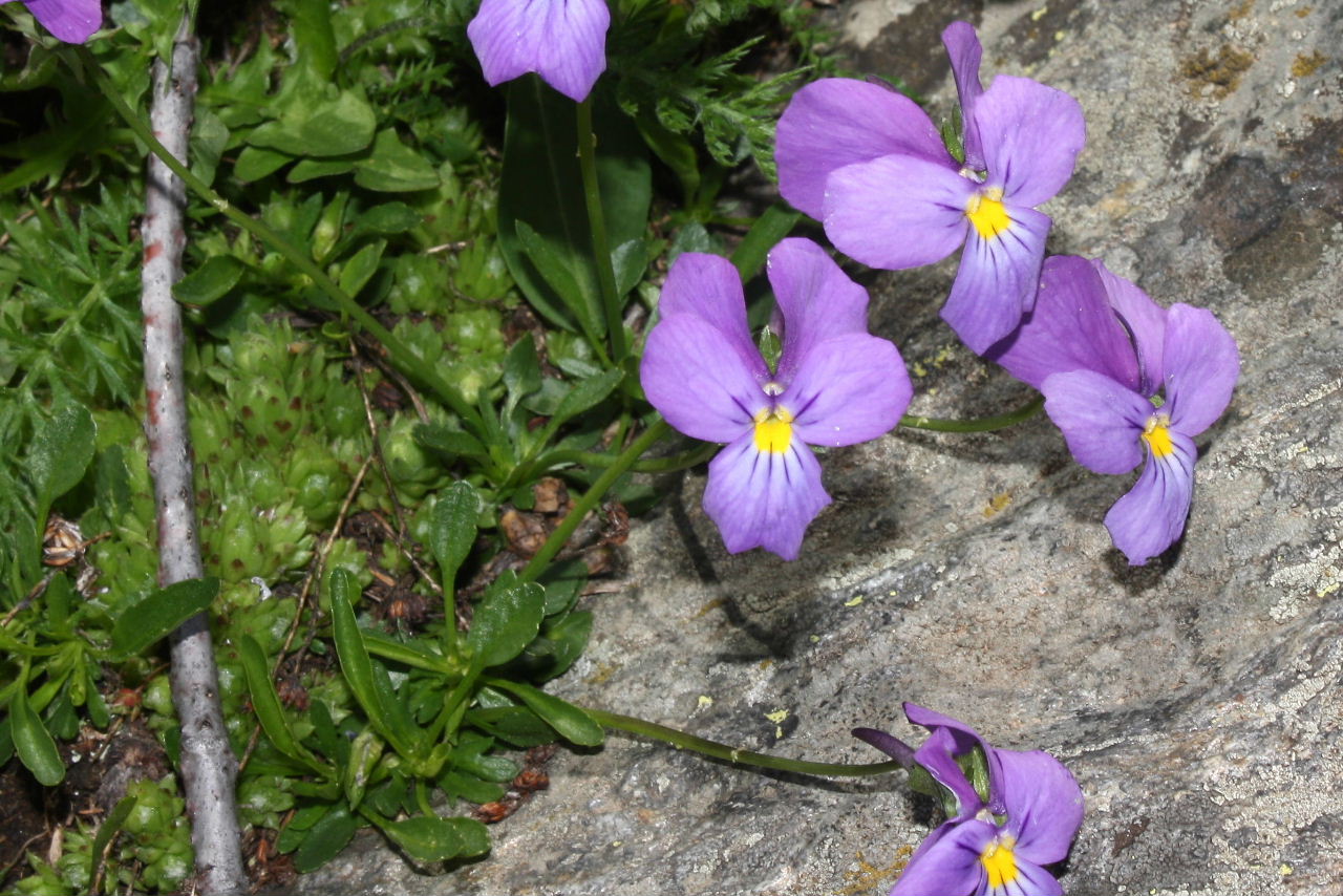 Viole gruppo calcarata da det.-4